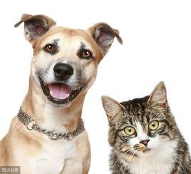 娱乐吃瓜酱养宠物